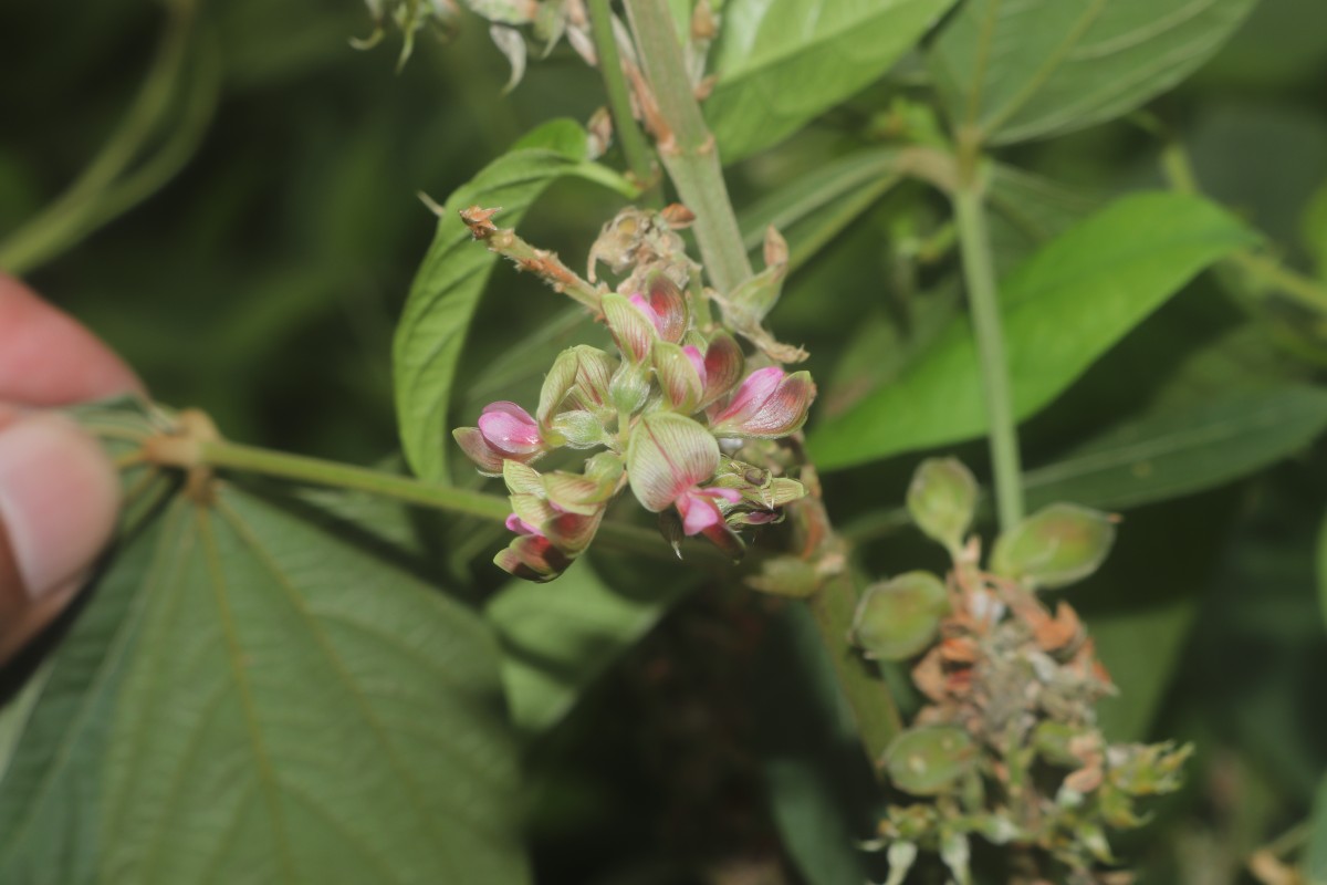 Flemingia macrophylla (Willd.) Kuntze ex Merr.